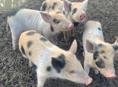 Продаю поросят 