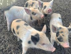 Продаю поросят 