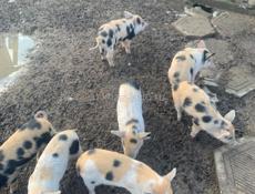 Продаю поросят 