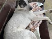 Пропала собака 