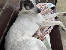 Пропала собака 