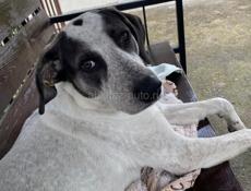 Пропала собака 