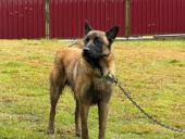 Бельгийская овчарка 