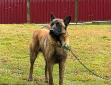 Бельгийская овчарка 