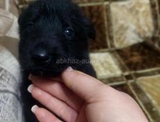 Милые щенята  пародестай Немецкой Авчарки 