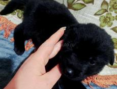 Милые щенята пародестай Немецкой Авчарки