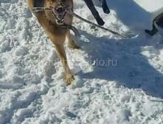 Милые щенята пародестай Немецкой Авчарки