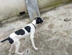 Продам пойнтера кобель