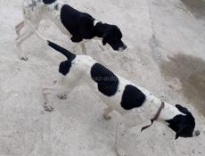 Продам пойнтера кобель