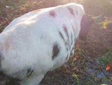 Продаётся бык 120килограмови