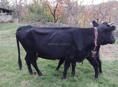 Продам коров с телятами