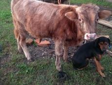 Продам бычка