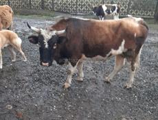 Продается Бык🐂 