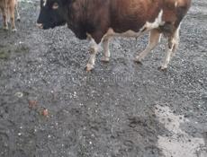 Продается Бык🐂 