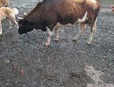 Продается Бык🐂 