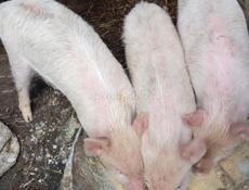 Продаются поросята 