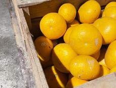 Продается грейпфрут