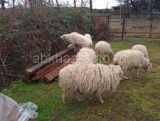 Продаются барашки