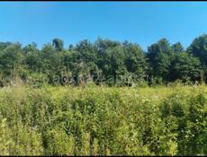 Участок в Цандрипше)20 соток