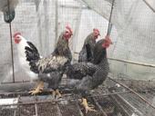 Петухи, куры. 