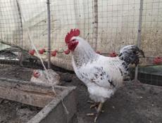 Петухи, куры.