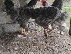 Петухи, куры.