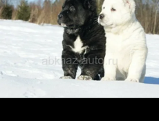 Куплю щенка алабая -мальчика 