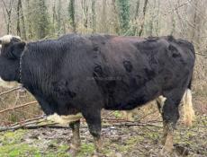 Бычок по 500 руб за кг 