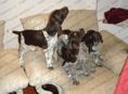 Ищу щенков 