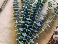 Эвкалипт оптом и в розницу 