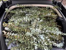 Эвкалипт оптом и в розницу 