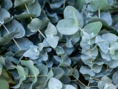 Эвкалипт оптом и в розницу 