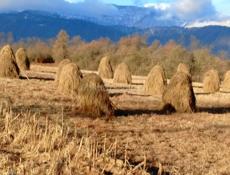 Продаётся сена 