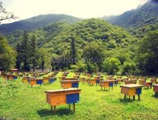 Мёд Горный( Каштан)