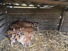 Продаются паросята