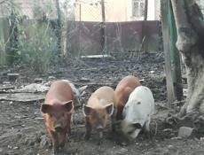 Продаются поросята им пошёл 4 месяц очень срочно 