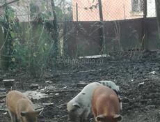 Продаются поросята им пошёл 4 месяц очень срочно 