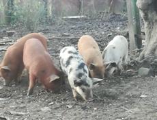 Продаются поросята им пошёл 4 месяц очень срочно 