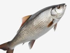 Вакансия Требуется реализатор на продажу свежей рыбы. З./п договорная. Гагра . +79409309799