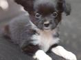 Продаём щенка чихуахуа 