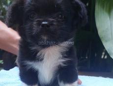 Продаём щенка чихуахуа