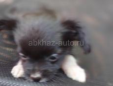 Продаём щенка чихуахуа