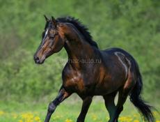 Продажа скупка 