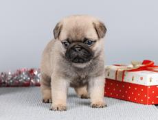 Щенок мопса 2.5 месяца