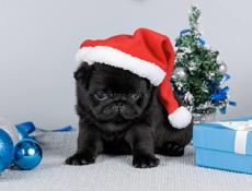 Щенок мопса 2.5 месяца