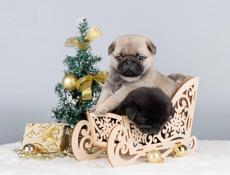 Щенок мопса 2.5 месяца