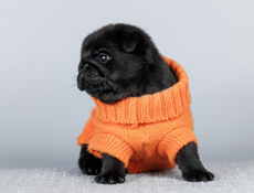 Щенок мопса РКФ