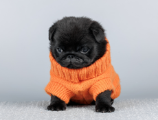 Щенок мопса РКФ