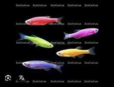 Аквариумные рыбки