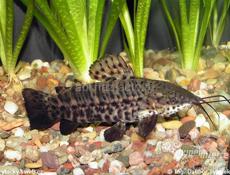 Аквариумные рыбки